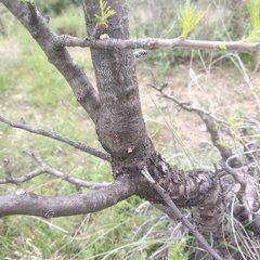 Bursera galeottiana
