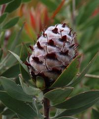 Leucadendron daphnoides