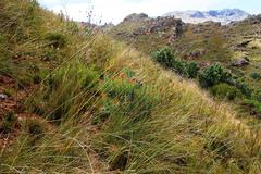Leucadendron daphnoides