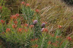 Leucadendron daphnoides
