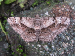 Satoblephara parvularia