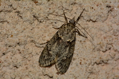 Diurnea fagella