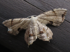 Dysaethria moza