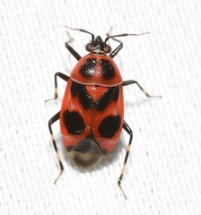 Deraeocoris histrio