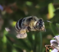 Amegilla