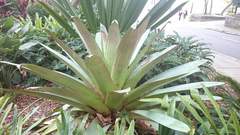 Alcantarea imperialis