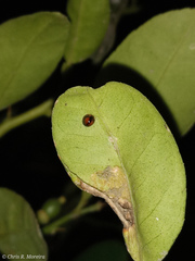 Pentilia chelsea