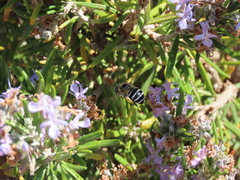 Amegilla