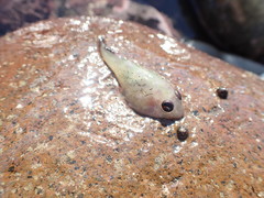 Diplocrepis puniceus