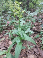 Habenaria novemfida