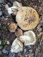 Inocybe dulciolens