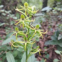 Habenaria novemfida
