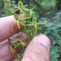 Habenaria novemfida
