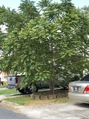 Phyllanthus acidus