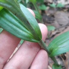 Habenaria novemfida