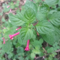 Fuchsia thymifolia