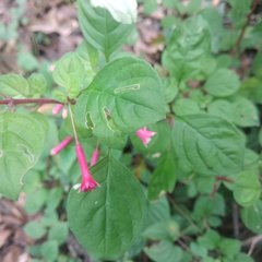 Fuchsia thymifolia