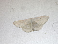 Scopula incanata