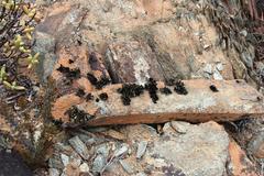 Xanthoparmelia hottentotta