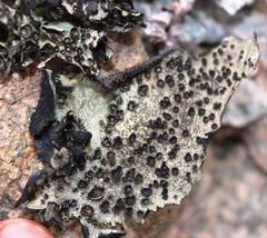 Xanthoparmelia hottentotta