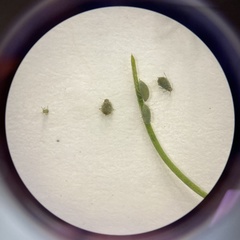 Brachycorynella asparagi