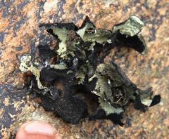 Xanthoparmelia hottentotta