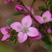 Boronia crenulata - Photo (c) harrylurling, algunos derechos reservados (CC BY-ND), subido por harrylurling