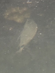Diplodus holbrookii