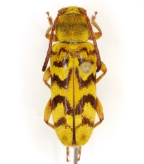 Ochraethes citrinus