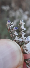 Limonium dichotomum