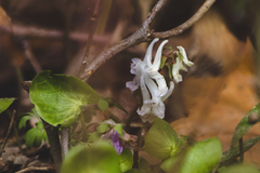 Corydalis solida
