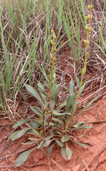 Penstemon albidus