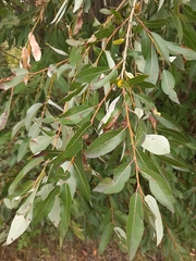 Salix lutea