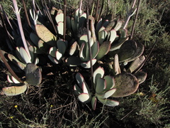 Cotyledon orbiculata spuria