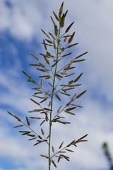 Small Lovegrass (Eragrostis minor)