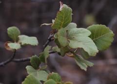 Searsia populifolia