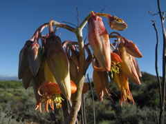 Cotyledon orbiculata spuria
