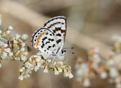 Euphilotes pallescens elvirae