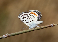 Euphilotes pallescens elvirae