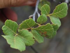 Searsia populifolia