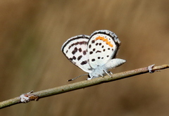 Euphilotes pallescens elvirae