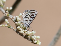 Euphilotes pallescens elvirae