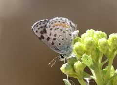 Euphilotes enoptes dammersi