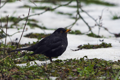 Turdus merula