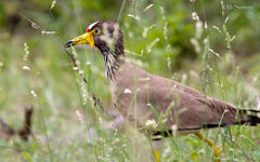 Vanellus senegallus lateralis