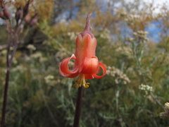 Cotyledon orbiculata orbiculata