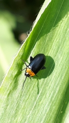 Disonycha triangularis