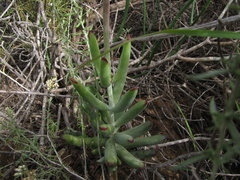 Cotyledon orbiculata orbiculata