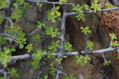 Commiphora capensis