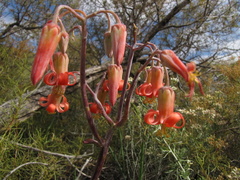 Cotyledon orbiculata orbiculata